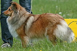 Showhund Xantara vom Affinger Bach