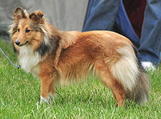 Showhund Xaveria vom Affinger Bach