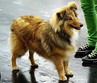 Showhund Xazu vom Affinger Bach