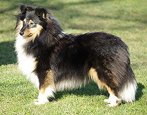 Showhund Xera vom Affinger Bach