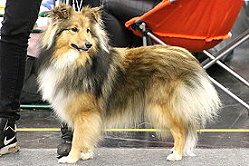 Showhund Xoxo vom Affinger Bach