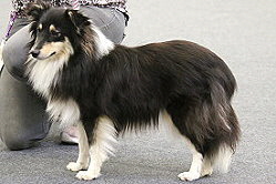 Showhund Yumiko vom Affinger Bach