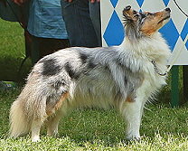 Showhund Yuwel vom Affinger Bach