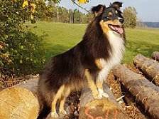 Showhund Zuckerwatte vom Affinger Bach