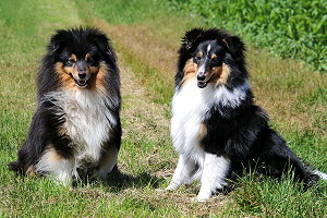 Hugo und sein Sohn Black Yuki von den Nordpf�tchen zu Besuch in Haunswies