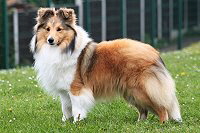 Shelridge Santino, 9 Monate alt