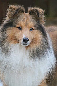 Shelridge Santino 3,5 Jahre alt