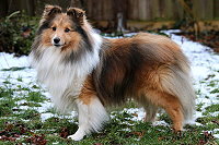 Shelridge Santino im Januar 2025