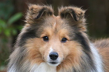 Unser Rde Shelridge Santino