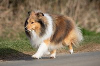 Shelridge Santino 3,5 Jahre alt, Foto: Elena Mhlbauer