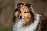 Shelridge Santino, Foto: Elena Mhlbauer