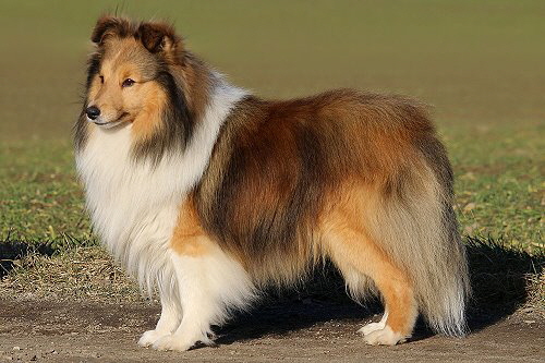 Shelridge Santino, 3,5 Jahre alt