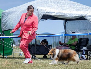 Bailey auf der CACIB Postojna (SLO) 2025