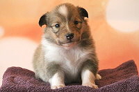 Filippa Fabelhaft vom Affinger Bach, 3 Wochen alt