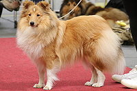 Filippa Fabelhaft vom Affinger Bach, 1 Jahr alt