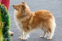 Filippa Fabelhaft vom Affinger Bach, 4,5 Jahre alt