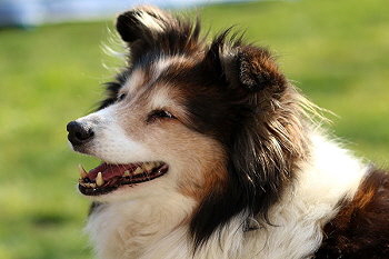 Fantasy Fjaska vom Affinger Bach, 12 Jahre alt 