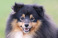 Hakuna Matata vom Affinger Bach