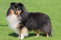 Hakuna Matata vom Affinger Bach