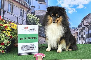 Hugo auf der CACIB Aarau II (CH) 2024