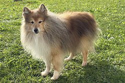 In Erinnerung an Cooper