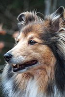 In Erinnerung an Benji