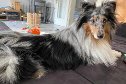 In Erinnerung an Blue