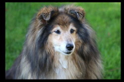 In Erinnerung an unsere Ismene