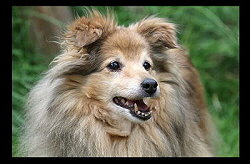 In Erinnerung an unsere Ivett