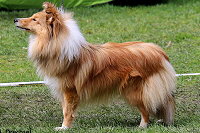 Joko O. vom Affinger Bach, 9 Monate alt