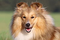 Joko O. vom Affinger Bach, 2 Jahre alt