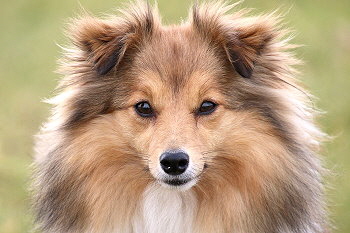 Unsere Zuchthndin Hiphip Hurra vom Affinger Bach