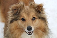 Nala im Februar 2026