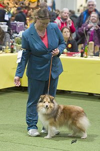 Bellarose vom Affinger Bach, BOB auf der CACIB Offenburg 2025