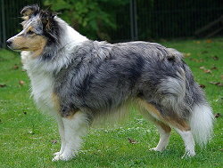 Silver im September 2009, 3 Jahre alt