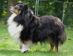 Sunny im September 2009