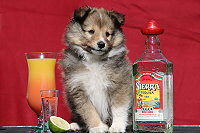 Tequila vom Affinger Bach, 8 Wochen alt 