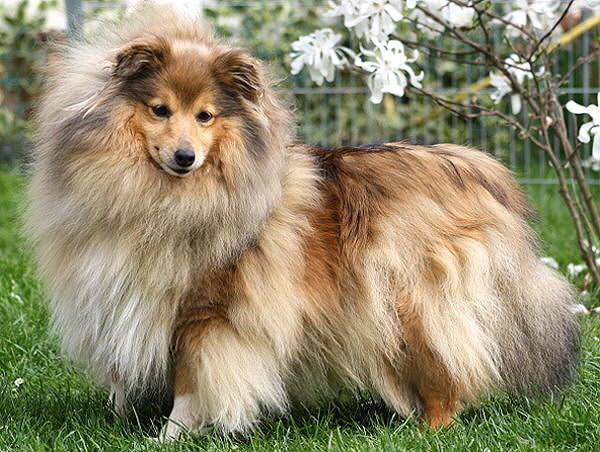 Ivett vom Schferstolz