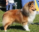 Ch. Lundecocks Happy Talk