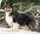 Ch. Wendisle Tudor Crown Jewel