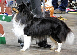 Vater: Bonanza Cowboy of America