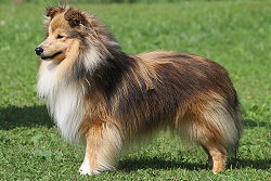 Vater: Forever Love Simba Shetlandska hvezda