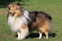 Vater: Ch. Niko Diabelski rozdroz