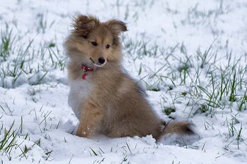 Kira mit ihrem ersten Schnee