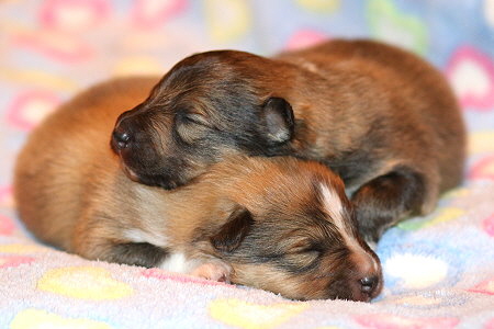 A3-Wurf vom Affinger Bach 