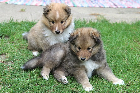 A3-Wurf vom Affinger Bach, 5 Wochen alt 