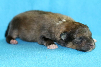 Amaretto vom Affinger Bach, 4 Tage alt 