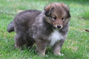 Amaretto vom Affinger Bach, 5 Wochen alt 