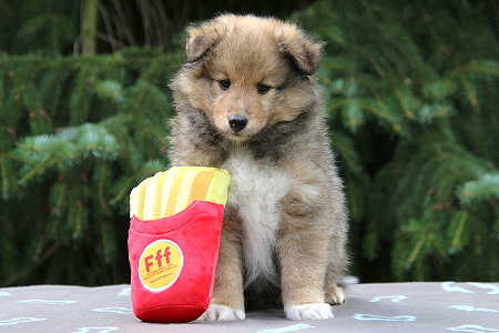 Amaretto vom Affinger Bach, 6 Wochen alt 