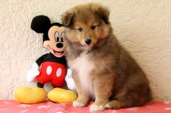 Amaretto vom Affinger Bach, 7 Wochen alt 